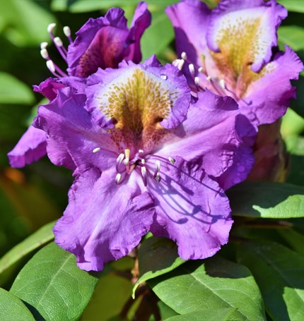 Rhododendron 3965974 1920